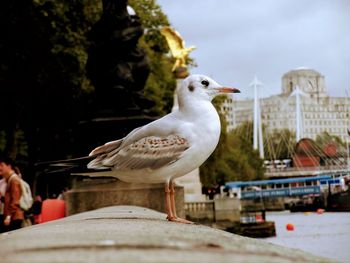 Seagull perching on a wall