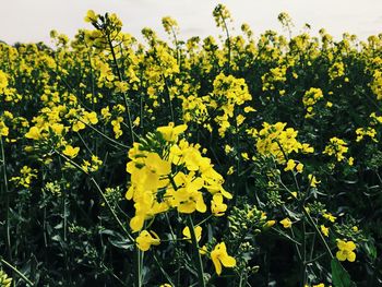 Fresh yellow flowers blooming in field