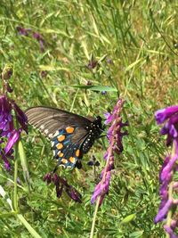 Close-up of butterfly on purple flowers