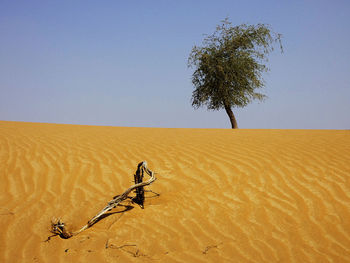 Tree on desert against clear sky