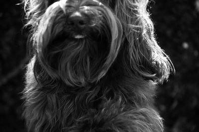 Close-up of hairy dog