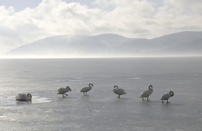 Swans standing on frozen lake in a misty morning