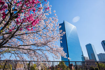 Low angle view of flowering tree by buildings against sky