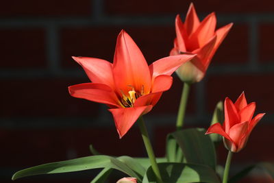 Close-up of red lily