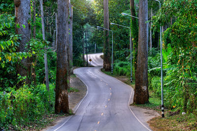 Road amidst trees in forest