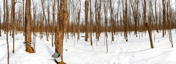 Bare trees on snow covered field