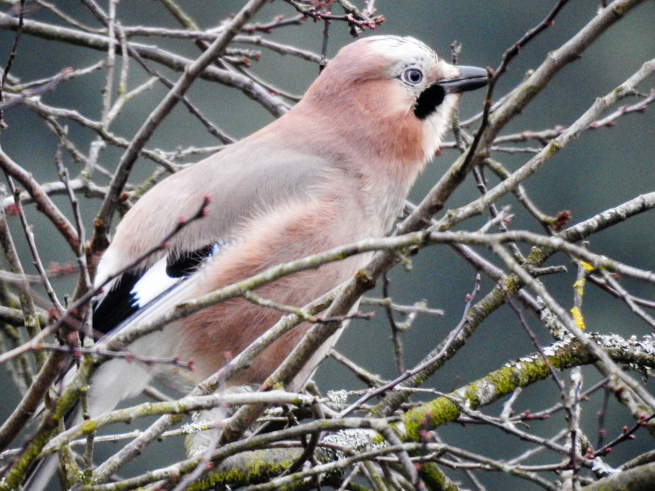 CLOSE-UP OF BIRD PERCHING ON BRANCHES