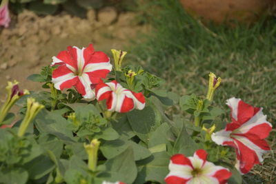 Close-up of red flowering plant on field