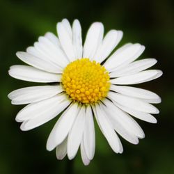 Close-up of white daisy flower