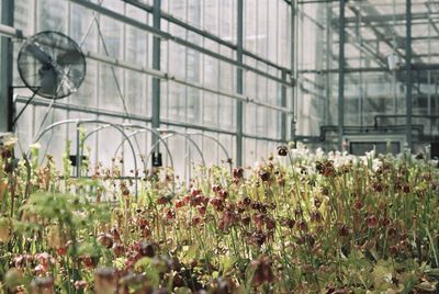 Flowering plants in greenhouse