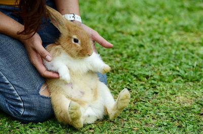 Close-up of rabbit on field