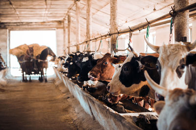 View of cows in shed