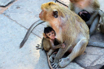 High angle view of monkey sitting outdoors