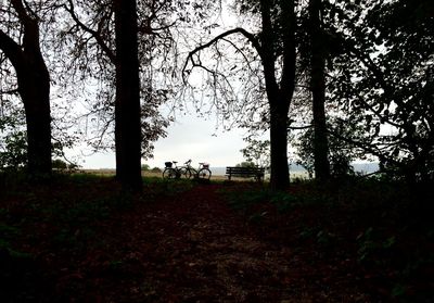 Trees on grassy field