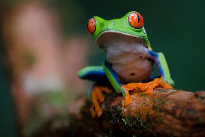 Costa rican frog