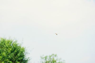 Low angle view of bird flying in sky