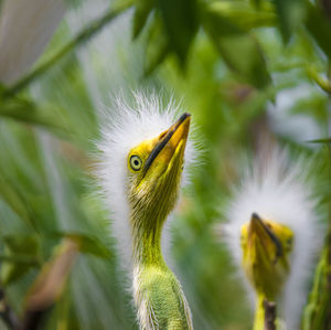 Close-up of bird