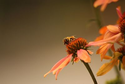 Close-up of bee pollinating on flower