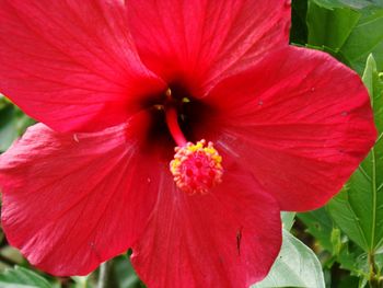 Close-up of red hibiscus blooming outdoors