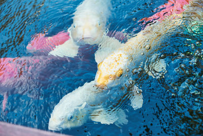 High angle view of fish swimming in sea