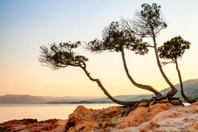 Scenic view of tree on coast