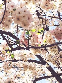 Low angle view of cherry tree