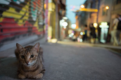 Portrait of cat on road