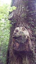 Close-up of moss on tree trunk