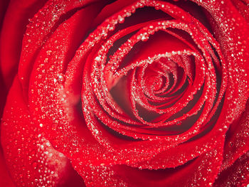 Full frame shot of red rose