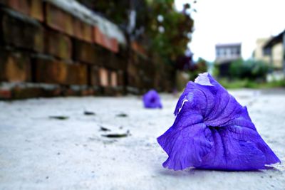 Close-up of purple wall