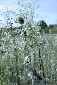 Plants growing on tree