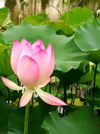 Close-up of pink lotus water lily in lake