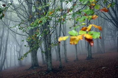 Trees in forest during autumn