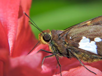 Close-up of insect on red leaf