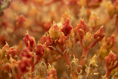 Close-up of red flowering plant