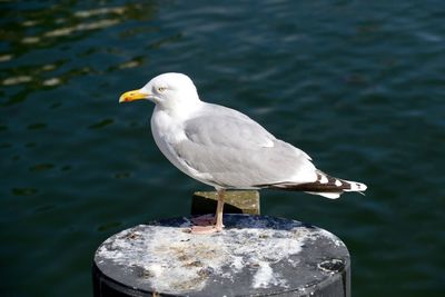 Side view of seagull perching on pole by sea