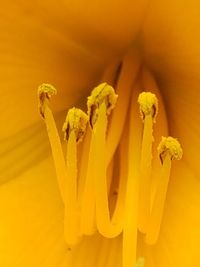 Close-up of yellow flowering plant