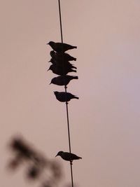 Low angle view of silhouette bird perching on pole against clear sky