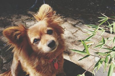 Close-up portrait of dog