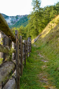 Wooden fence amidst trees in forest