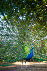 Close-up of peacock