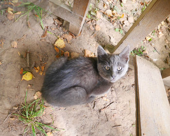 High angle view portrait of kitten on land