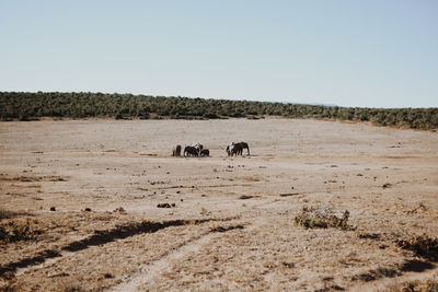 View of horse on field against sky