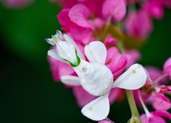 Close-up of pink rose flower