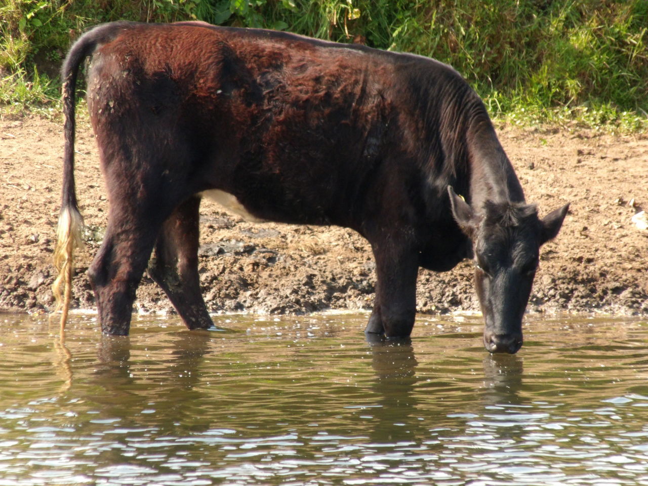 HORSE DRINKING WATER IN LAKE