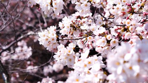 Close-up of cherry blossoms in spring