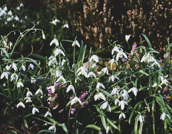 Close-up of purple flowering plants on field