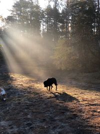 Horse in a forest