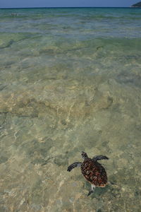 High angle view of bird on beach