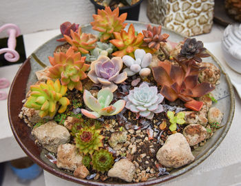 High angle view of various flowers in bowl on table